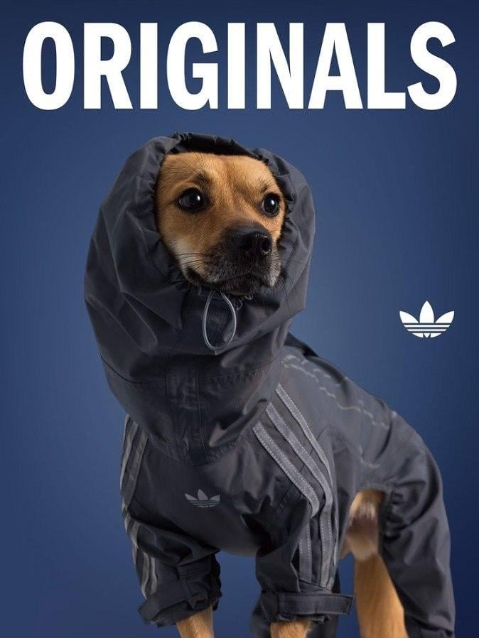 Adidas lansează colecția de haine pentru animale