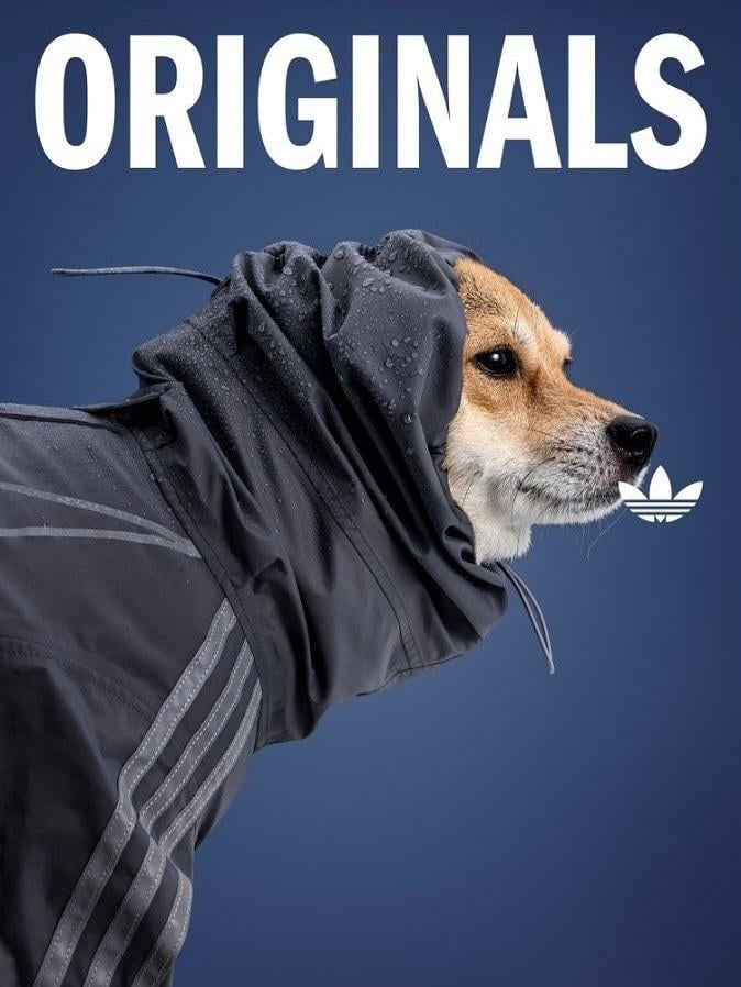 Adidas lansează colecția de haine pentru animale